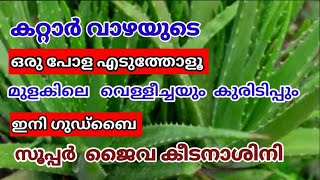 ജൈവ കീടനാശിനി ഈസിയായി വീട്ടിൽ തന്നെ ഉണ്ടാക്കാം  Homemade Pesticides Krishi Master [upl. by Christmas]