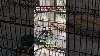 Best Protein food for birds egg bread season 2025lovebirds budgies finches [upl. by Cissiee]