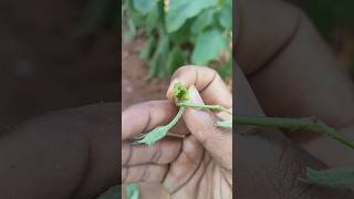 Shoot borer is an major pest in Brinjal crop [upl. by Nilyac]