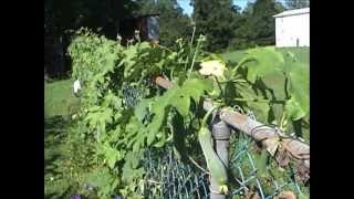 Luffa Plants in August 6 of 8 [upl. by Arinay741]