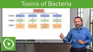 Bacteria Toxins Exotoxins Endotoxins amp MembraneDamaging Toxins – Microbiology  Lecturio [upl. by Mazlack]