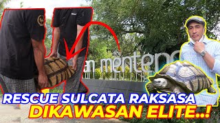 RESCUE SULCATA RAKSASA DI KAWASAN ELITE JAKARTA [upl. by Llerrud177]