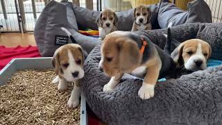 Beagle Puppy Army Fighting amp Howling [upl. by Hayden]