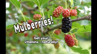 Mulberry Tree Identification and Nutrients [upl. by Tremml]