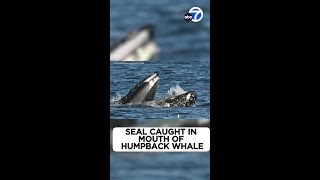 Seal caught in mouth of humpback whale [upl. by Sivraj413]