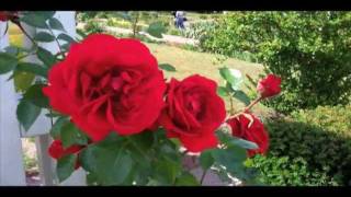 Sympathie Kletterrose Kordes 1964 Red Roses [upl. by Rezeile887]