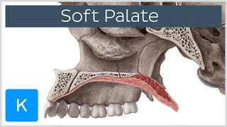 Soft palate Muscles Function amp Definition  Human Anatomy  Kenhub [upl. by Haerr]