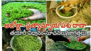 Azollaఅజోల్లా తయారీ విధానంజాగ్రత్తలు [upl. by Zerdna]