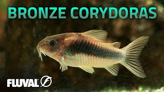 Species Spotlight  Bronze Corydoras [upl. by Assille51]