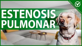 🐶 Estenosis Pulmonar en Perros ¿Cuáles son sus Síntomas Tratamiento y Cuidados 🐶📈 [upl. by Rossy]