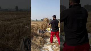 Natrul rice 🌾 rahuldhandlaniya babakidyatai shrots trending jaat farming ￼ [upl. by Balf]