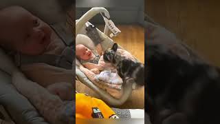 cat dog dogs cut cute love lovecats lovedogs funny virla viralvideo foryou foryoupage [upl. by Akirat895]