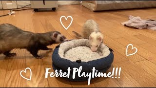 Ferrets Playing and Being Cuteeeee [upl. by Ellennej527]