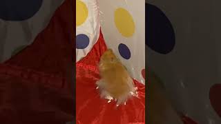 Fluffy the Hamster Plays With Hot Wheels [upl. by Asetal]