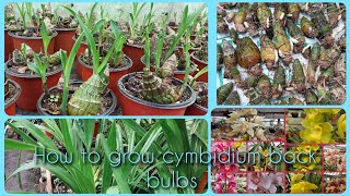 How to grow cymbidium orchid for back bulbs easy Method♥️ [upl. by Awra]