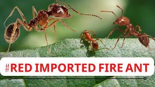 Red Imported Fire Ant Is Here To Stay Heres Why Solenopsis invicta [upl. by Annaiuq]