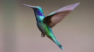 Hummingbird Calls  Hummingbird Sounds  Hummingbirds Chirping  Harmonic Healing Sounds [upl. by Nerehs]