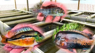 PRIVATE Rare Cichlid Fish Farm Tour [upl. by Annoyed]