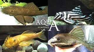 Aquascaping Lab  Ancistrus Bushynose Bristlenose Plecos Catfish description  pesce pulitore info [upl. by Nnylyaj]