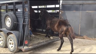 Weanling Colts Trailer Loading  Cougar And Quill [upl. by Maples]