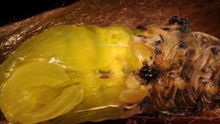 Cecropia giant silk moth caterpillar pupates inside its cocoon at The Caterpillar Lab [upl. by Hannibal]