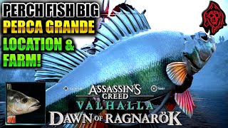 AC VALHALLA DAWN OF RAGNAROK PERCH BIG FARMING LOCATIONFARMEANDO PERCA GRANDE THANKS RAMONCELLO ONE [upl. by Sulienroc]