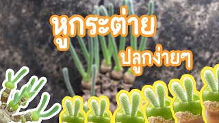 ต้นหูกระต่าย ปลูกต้นหูกระต่าย Bunny Succulent [upl. by Charleton935]