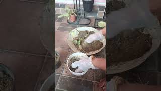 aglaonema plant report YouTube video [upl. by Sanford]