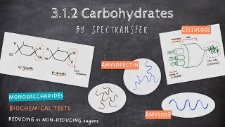 EASY REVISION AQA Alevel Biology 312 Carbohydrates by SpecTransfer [upl. by Llertnad]