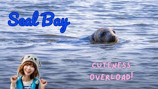 Seal Pups Scottish Coast Pure Joy Inside [upl. by Adamok]