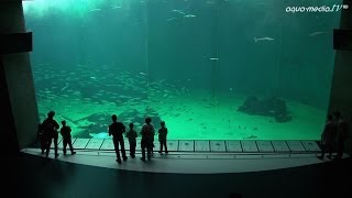 NORDSOENOCEANARIUM HirtshalsDaenemark [upl. by Bentley]