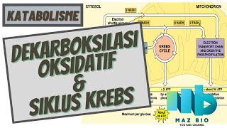 Dekarboksilasi Oksidatif dan Siklus Krebs  Katabolisme  Respirasi Aerob [upl. by Gerkman744]