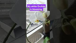 My white Orchids is Blooming satisfying shortvideo [upl. by Lj]