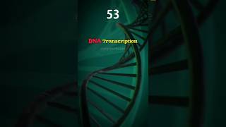 How DNA transcription Occurs inside Our body 😲🧬Explain in 60 second shortdnatranscriptionbiology [upl. by Ardnasal]