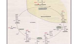 Urea Cycle and its metabolic disorders [upl. by Auqinaj]