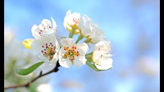 Musique douce Relaxante Éclosion fleur Nature Vidéo [upl. by Sternick]