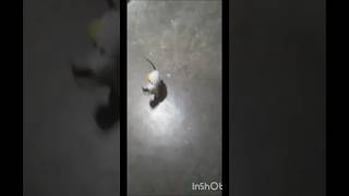 treating virally shortKutty 🐱Funny Treating Video Short [upl. by Tehr]