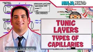 Cardiovascular  Tunic Layers amp Types of Capillaries [upl. by Leighland]