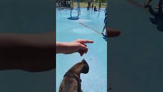 Rooster our Boxer Cooling off at the splash pad🐶🐕💦❤️ [upl. by Elfont]