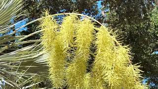 Flowering Mexican Blue Palms Brahea armata [upl. by Alahc]