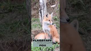 Flagstaff Wildlife  Fox flagstaff wildlife fox [upl. by Ebbie]