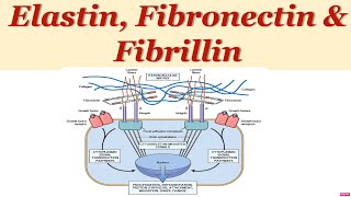 Elastin Fibronectins amp noncollagenous matrix proteins [upl. by Hirschfeld99]