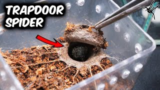 I Rehoused My TRAPDOOR SPIDER [upl. by Fahland]