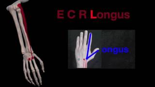 Arm Muscles 33 Extensor Carpi Radialis Brevis and Longus [upl. by Nwahsak]