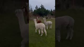 Alpaka evening fun alpaca alpacalove alpacalife denmark cute farmlife [upl. by Alisha643]