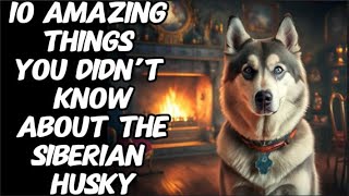 10 Amazing Things You Didn’t Know About the Siberian Husky [upl. by Terr102]