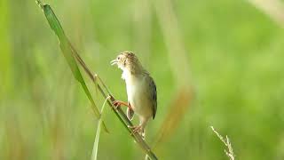 Zitting Cisticola or Streaked fantail Warbler Cisticola juncidis Calling video by NIKON P900 [upl. by O'Toole651]