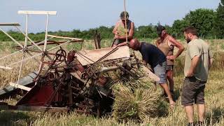 BATTAGE à lancienne Récolte avec la lieuse pour faire les gerbes EYMEUX [upl. by Llenrap]