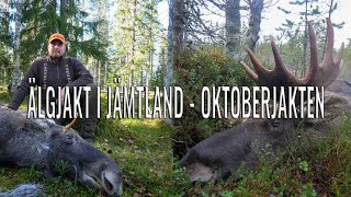 Älgjakt i Jämtland  Oktoberjakten [upl. by Hannie]