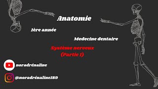 système nerveux Anatomie 1ère année medecine dentaire [upl. by Rola]